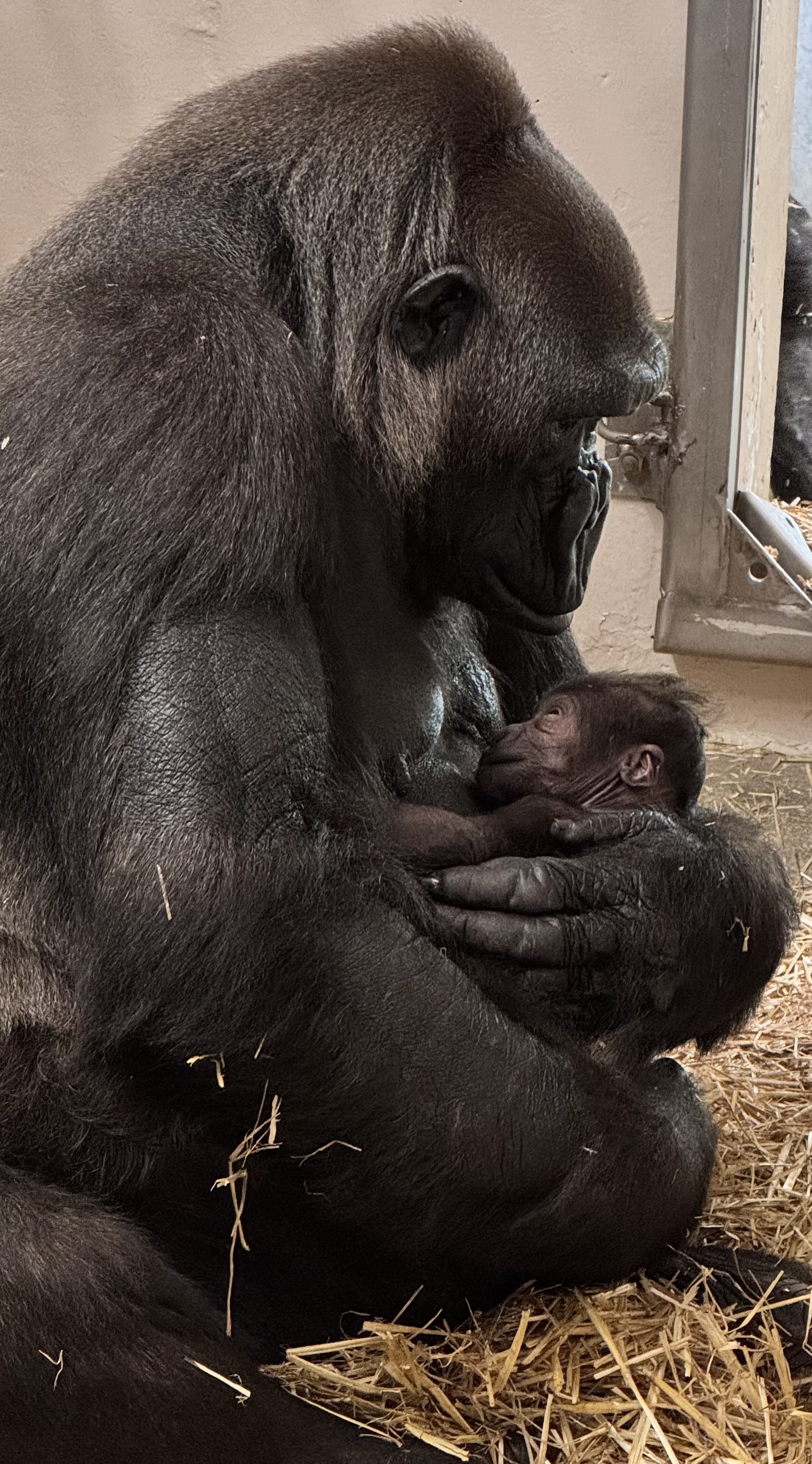 Detroit Zoo welcomes baby gorilla born on July 12; 2nd gorilla born in its history