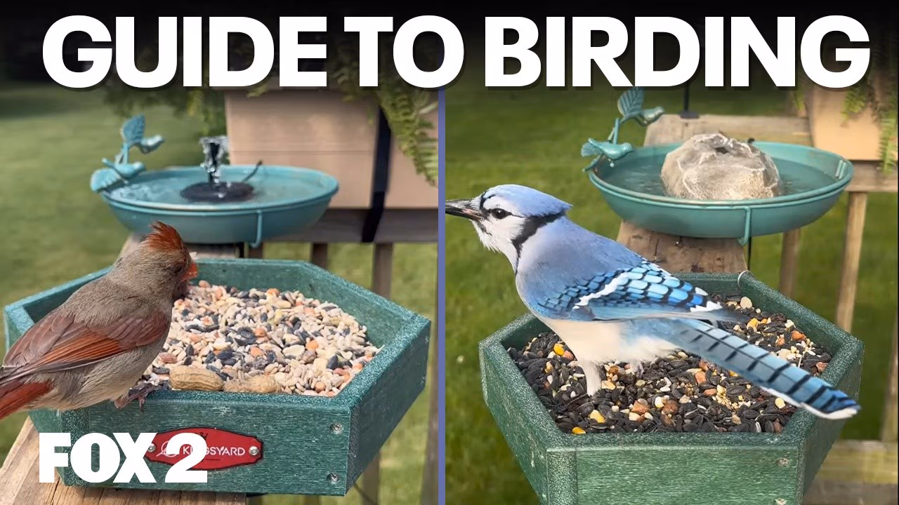Chirp Nook's guide to birding, Memorial swims, and Fish Cleaning | Brother Nature