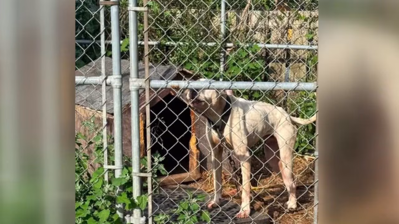 DACC under fire after returning dogs to troubled owners